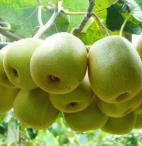富硒獼猴桃高效栽培關(guān)鍵技術(shù)用富硒營養(yǎng)液